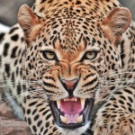 Дагестану подарили леопардов и два миллиона долларов Новости