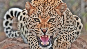 1438066861_gandex.ru-26_6055_evil-leopard
