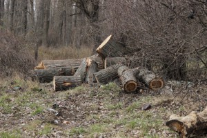 Фото_Город потерь2