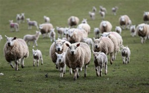Cold Snap Means Difficult Conditions for Welsh Sheep Farmers...BRECON, WALES - MARCH 31:  Sheep rush in to eat feed as farmer Dai Brute feeds them in one of his fields on Easter Day at Gwndwnwal Farm on March 31, 2013 in Brecon, Wales. Dai Brute runs Gwndwnwal Farm in Llan-Talyllyn, Brecon with his wife Dulcie Brute and son Paul Brute. The recent cold snap has meant that farmers have had to continue feeding their sheep long into the period when they would normally be able to survive on grass in the more mild weather.  (Photo by Chris Jackson/Getty Images)