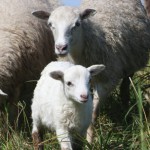 Вет-преступление Новости