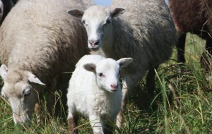 1384462846_339108467