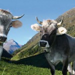 238 000 000 на производство молока Новости