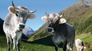 4f72eab146d61771d80a64f63abd56f0__660x