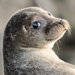 Реабилитационный центр для каспийских тюлений Новости