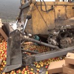 В Дагестане уничтожили 1,5 тонны польских яблок Новости