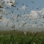 Режим ЧС введен в четырех районах Дагестана из-за нашествия саранчи Новости