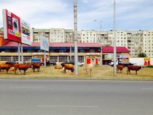 13427837_983839148396320_1406432280057084586_n