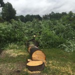 Лесничий принял взятку в 6 тыс. рублей Криминал