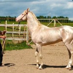 Наби Табуков: «Конный завод закрывают по причине нерентабельности» Новости