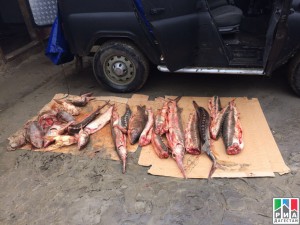 Фото_Рыба вне закона