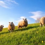 На свое усмотрение… 7 июля 27(592) 2017