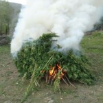 Коноплю сожгли Криминал