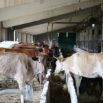 Охота на коров Новости