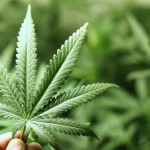 Криминальный агроном Криминал