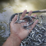 Деньги до рыбы не дошли Криминал