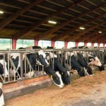 В Дагестане до 2025 года построят три молочно-товарных комплекса Новости