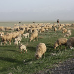 Забил напарника до смерти Криминал