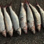 Объемы вылова 21 февраля 8(729) 2020