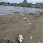 Рыбное место 06 марта 10(731) 2020