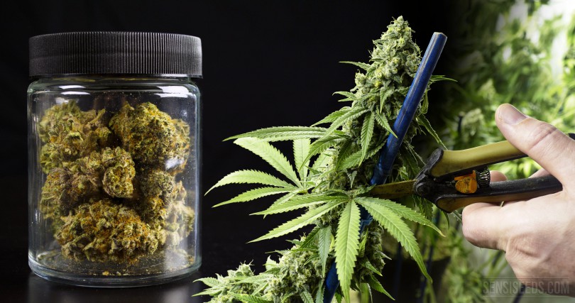 Марихуана обнаружена у жителя Магарамкентского района Криминал