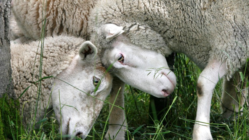 A pair of sheep butt heads in a pasture in Plainfield, Vt., Thursday, July 9, 2009. (AP Photo/Toby Talbot) / SCANPIX Code: 436
