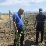 Виноградники субсидируют Новости