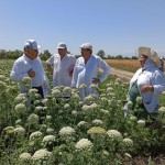 В Дагестане создадут Школу агронома Новости