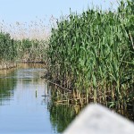 Южный Аграхан реабилитируют Новости