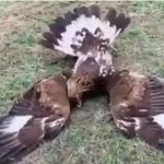 Ловца поймали Криминал