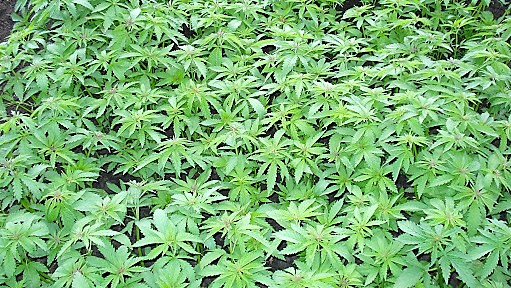 Кусты конопли Криминал