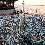 Развитие рыбной отрасли Новости