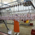 В Буйнакском районе занялись переработкой мяса Новости