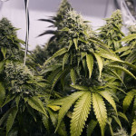 Опять марихуана Криминал