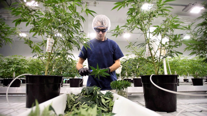 Marijuana Senate 20180213