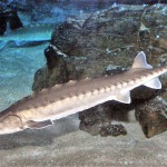 Задержаны браконьеры с русским осетром Новости