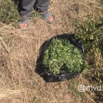 Изъят килограмм марихуаны Криминал