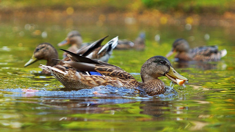 Photo http://srmax.ru