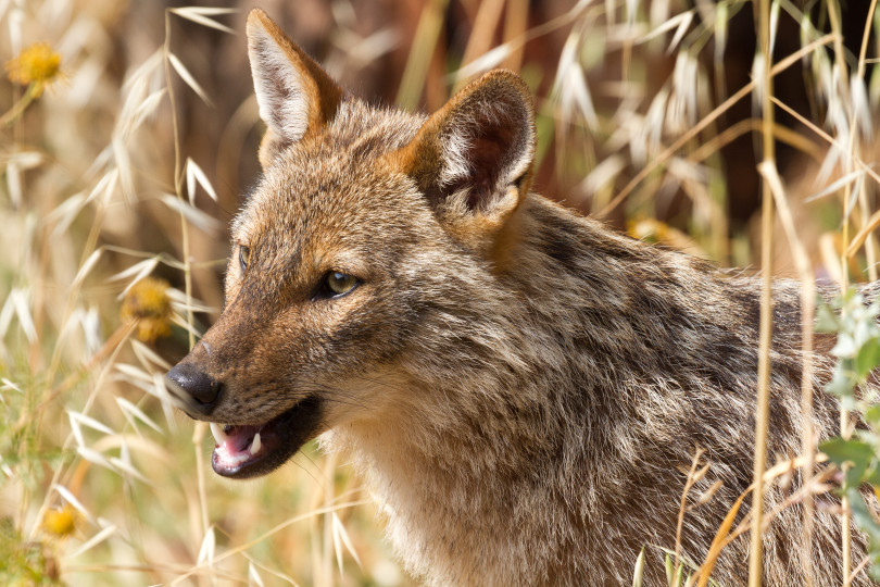 Golden_jackal_-_portrait
