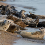 Люди и тюлени 11 июня 22(795) 2021