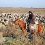 Перезагрузка пастбищ Новости