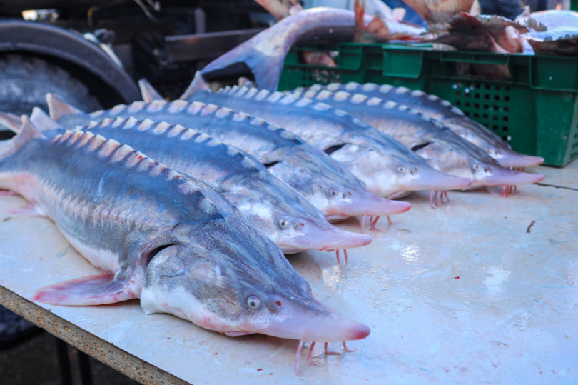 0f5a5040792ab4f5823daee7de3ff0d3