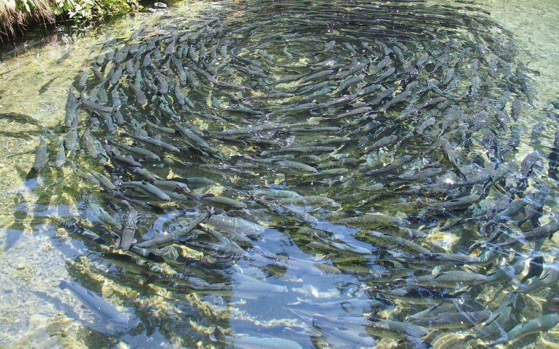 fish-farming-976294_1920