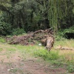 Концепции развития набережной и Эльтавского леса Новости