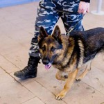 Ложная тревога Новости