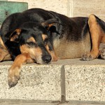 Приюты для бездомных животных Новости