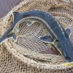 Браконьер-миллионер Криминал