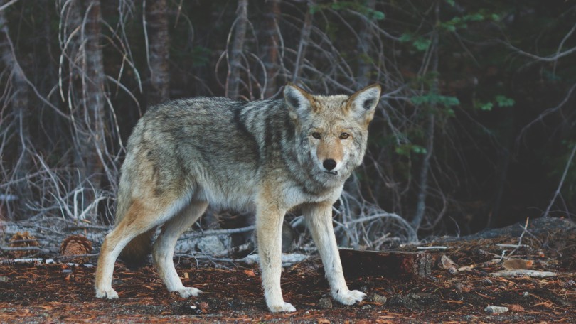 animal-wildlife-wild-fur-mammal-wolf-4572-pxhere.com_.jpg__0_16x9