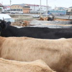 Животные без документов Новости