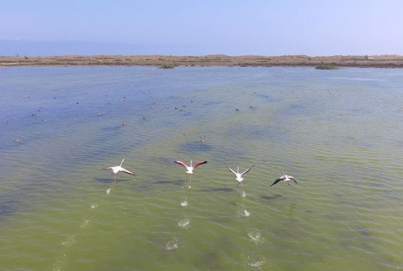 flamingo-na-ozere-adzhi-papas-scaled